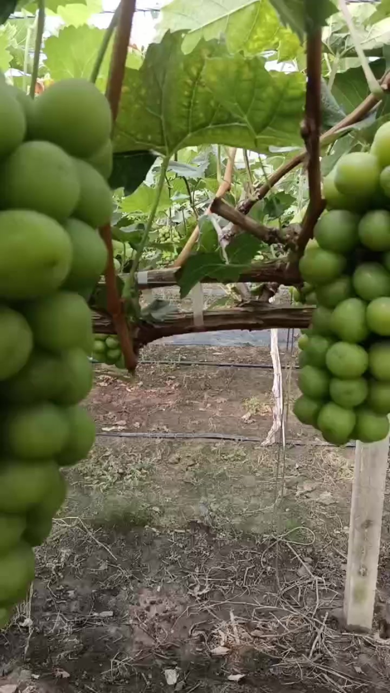 江苏阿湖葡萄