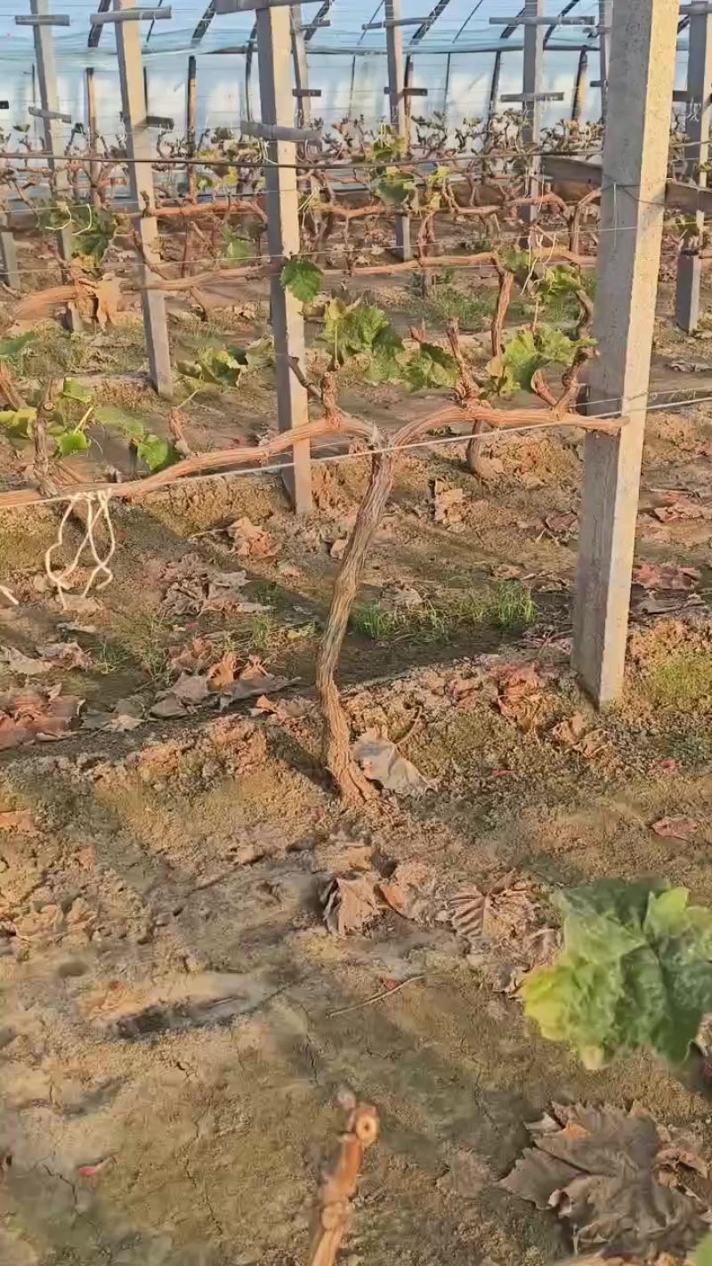 葡萄树
