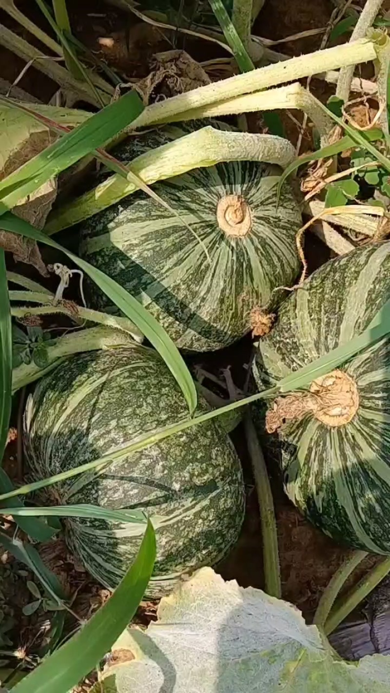 绿板栗南瓜，银板栗南瓜大量出货