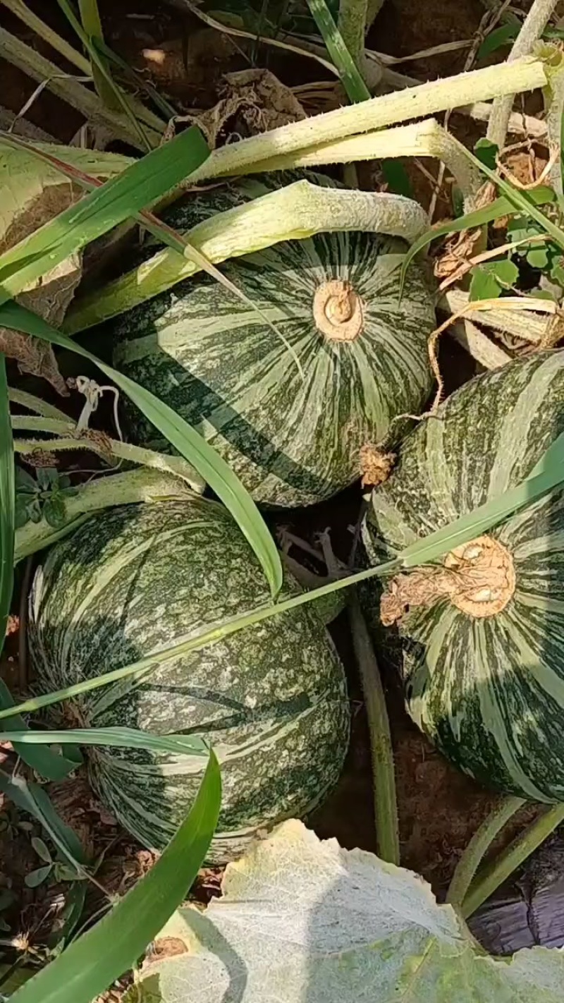 绿板栗南瓜，银板栗南瓜大量出货