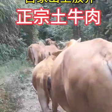 乡下放养土黄牛