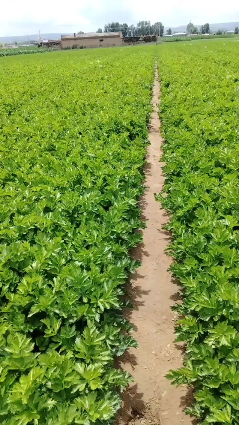 芹菜