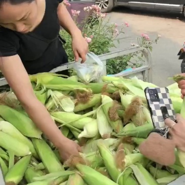 糯玉米