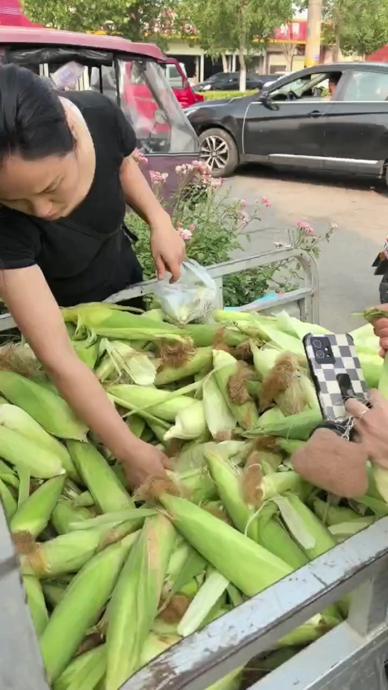 糯玉米