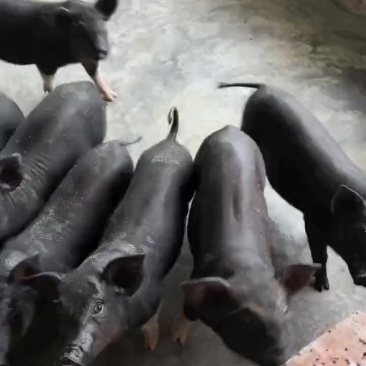 黑猪仔