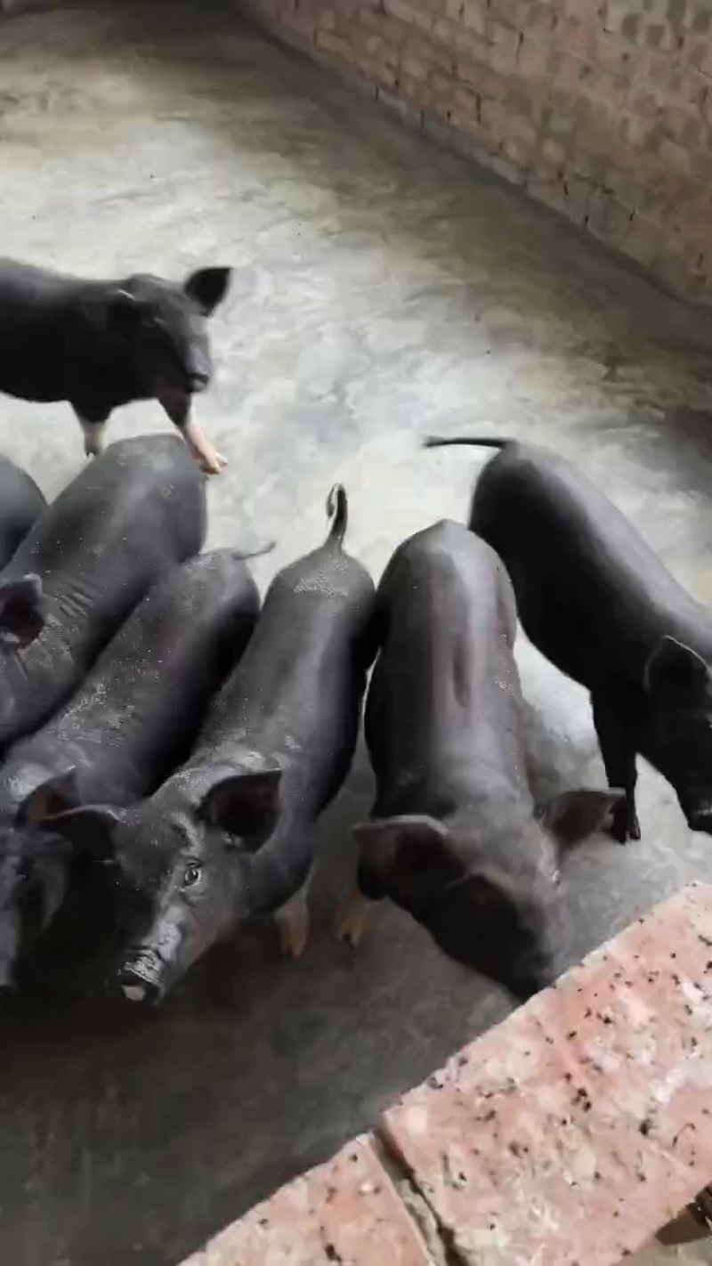 黑猪仔