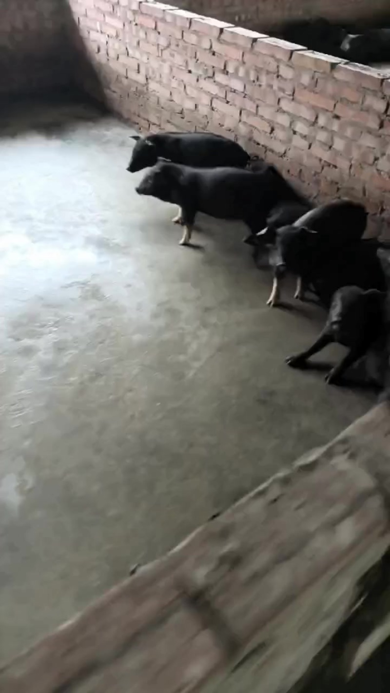 黑猪仔