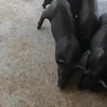 土黑猪苗，肯长肯吃，长的快