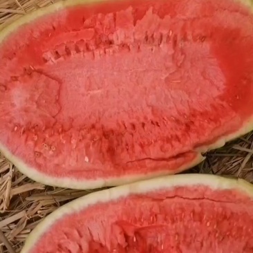 石头瓜