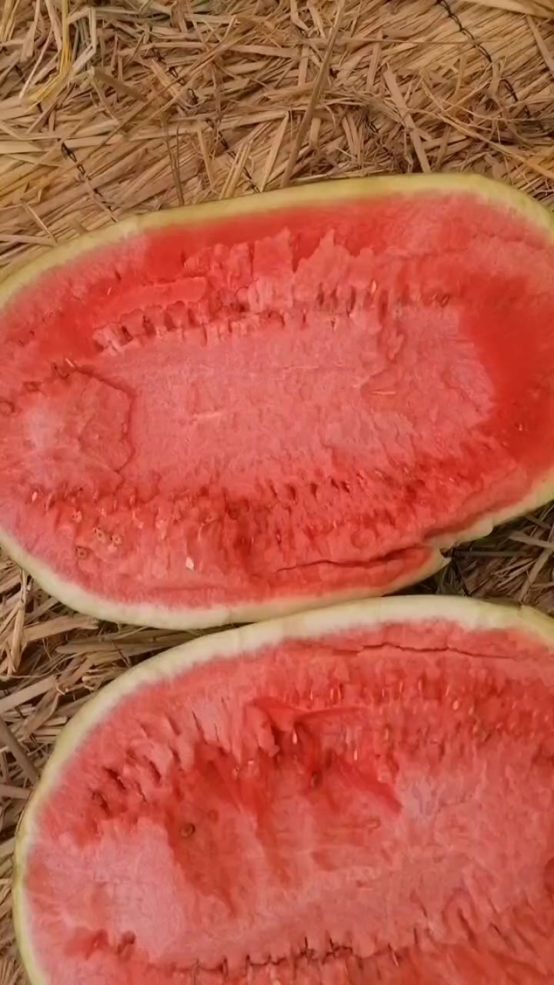 石头瓜