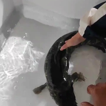 黑鱼