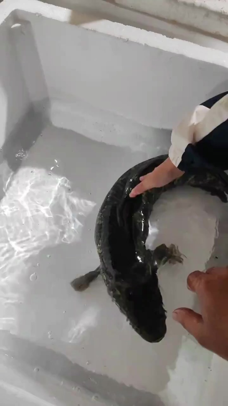 黑鱼