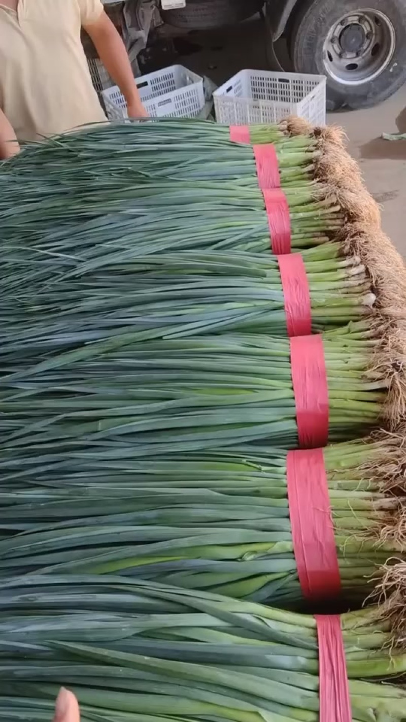 白根蒜苗……