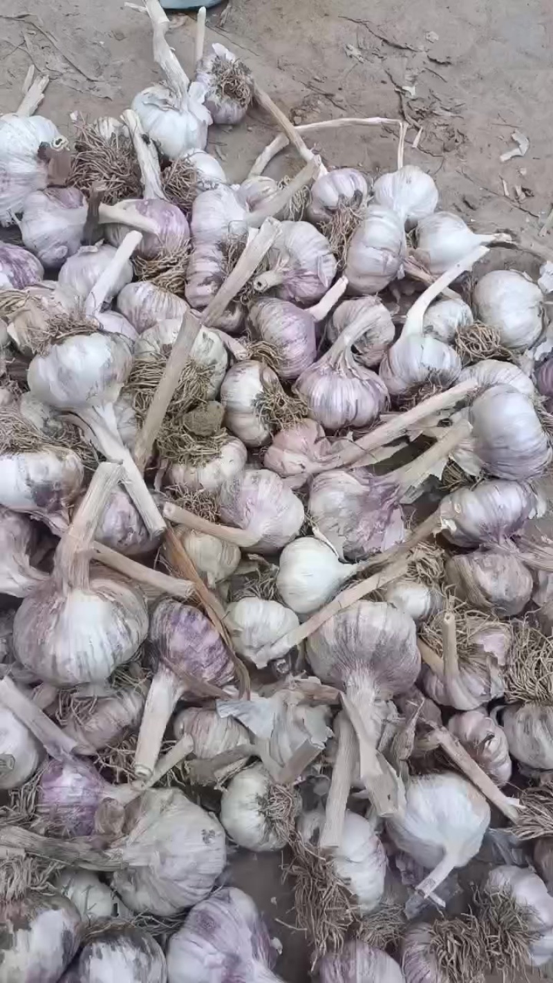大名优质蒜种