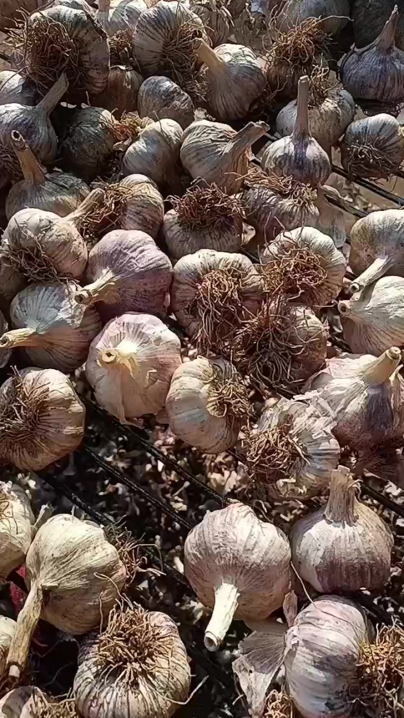 大名优质蒜种