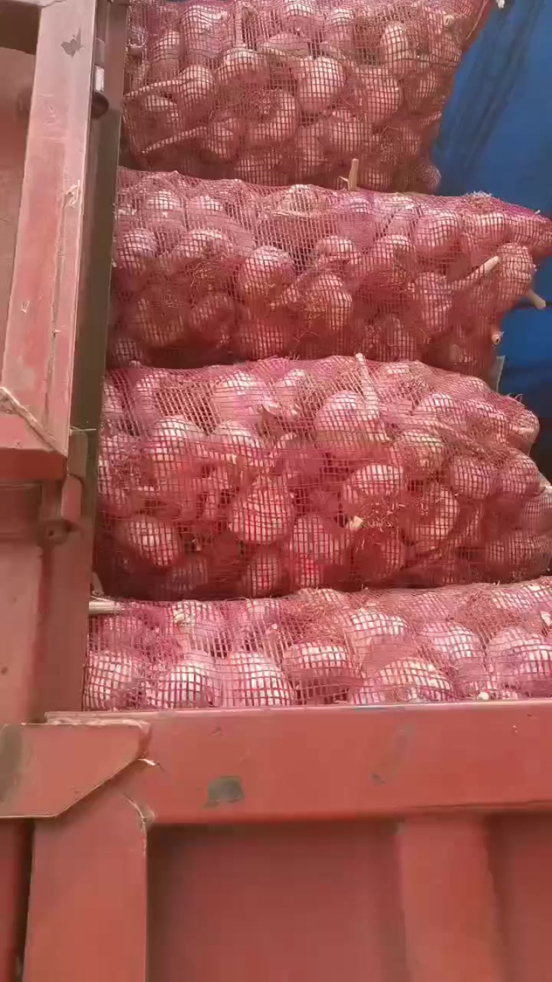 大名优质蒜种