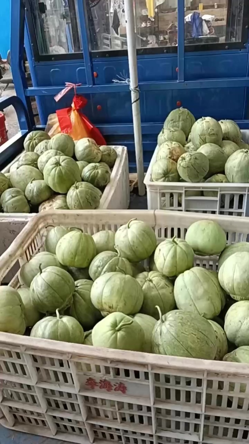 40亩玉奶香开园了