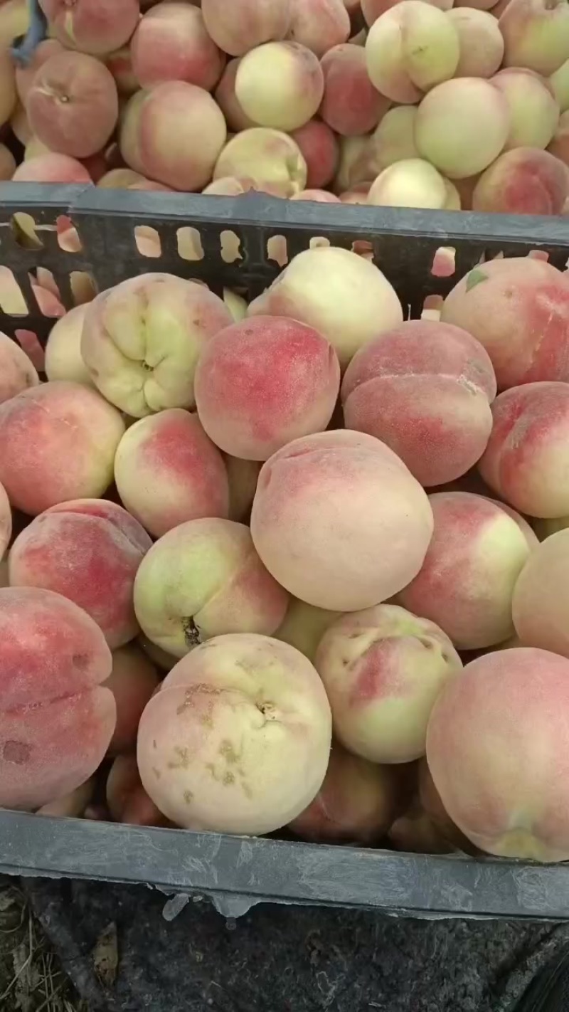 风皇王桃质硬离核颜色鲜花艳口感脆甜