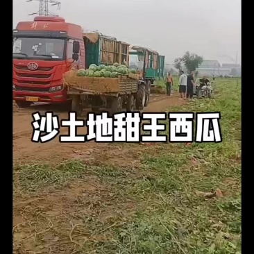 沙土地甜王西瓜