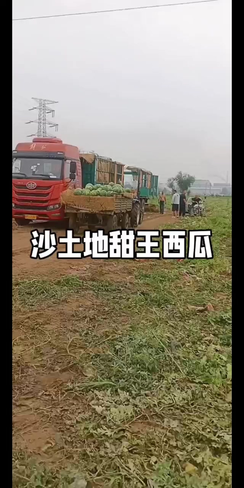 沙土地甜王西瓜