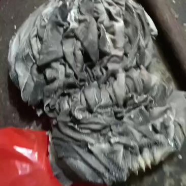 纯干无油鲜冻牛百叶