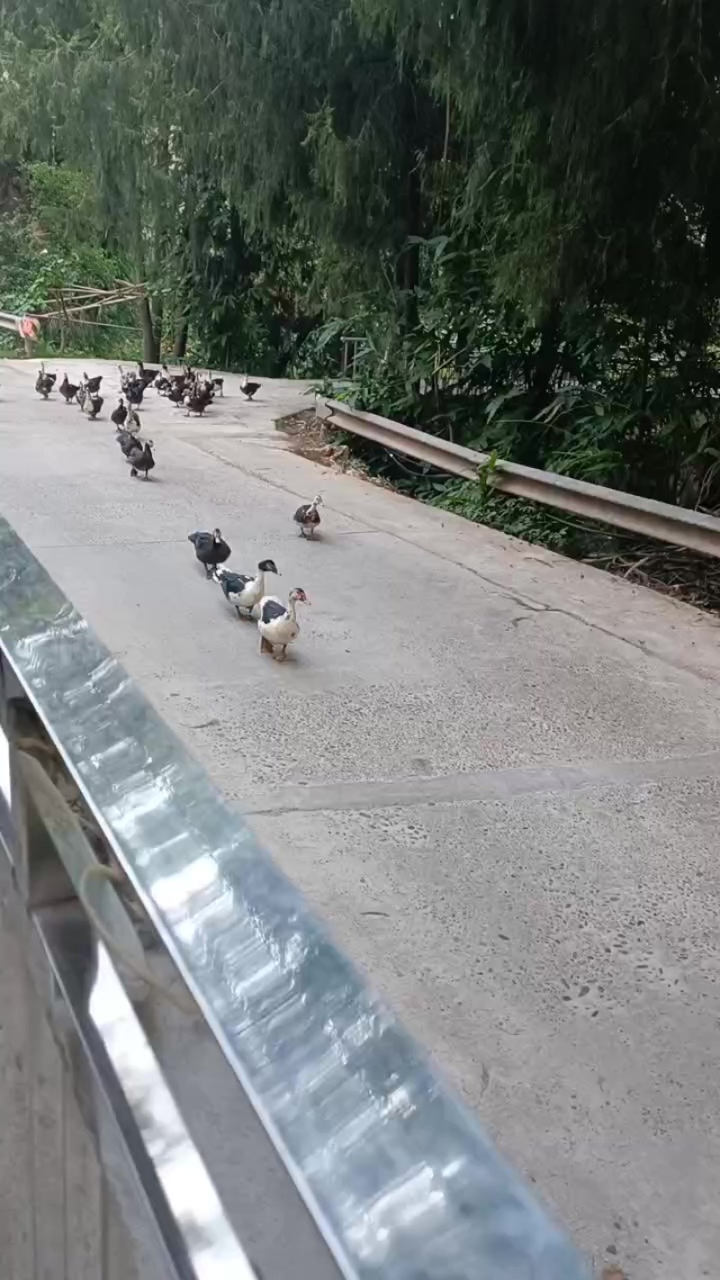 粮食喂养贱鸭，小量，四十只就。量大勿扰