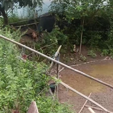 粮食喂养贱鸭，小量，四十只就。量大勿扰