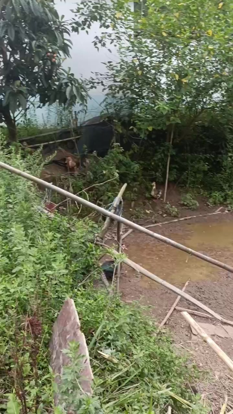 粮食喂养贱鸭，小量，四十只就。量大勿扰