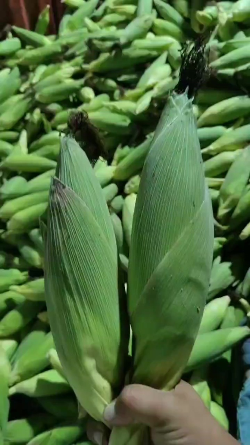 各种鲜食糯玉米。水果玉米。花玉米