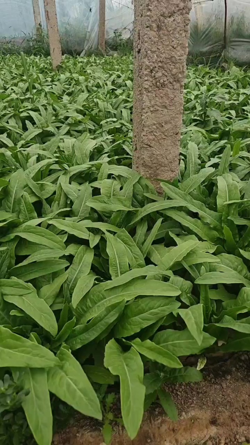 山西大同