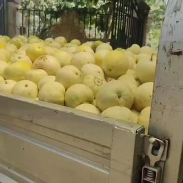 甜瓜大量上市