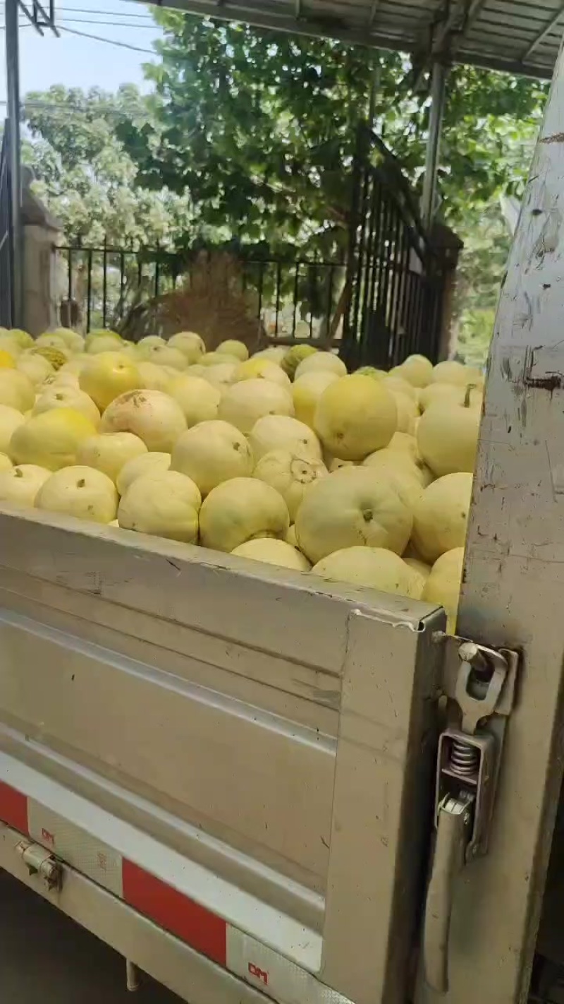 甜瓜大量上市