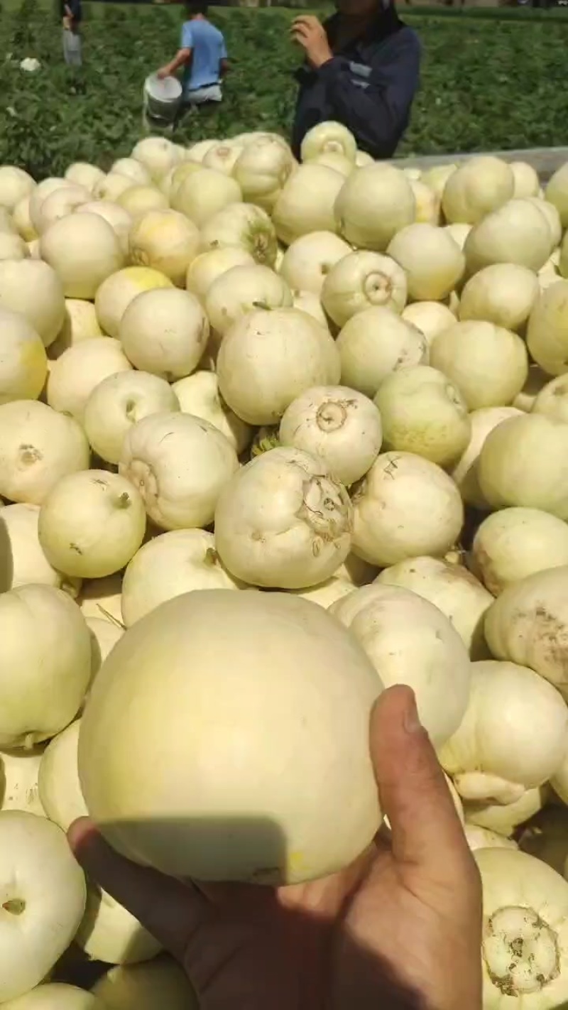 甜瓜大量上市