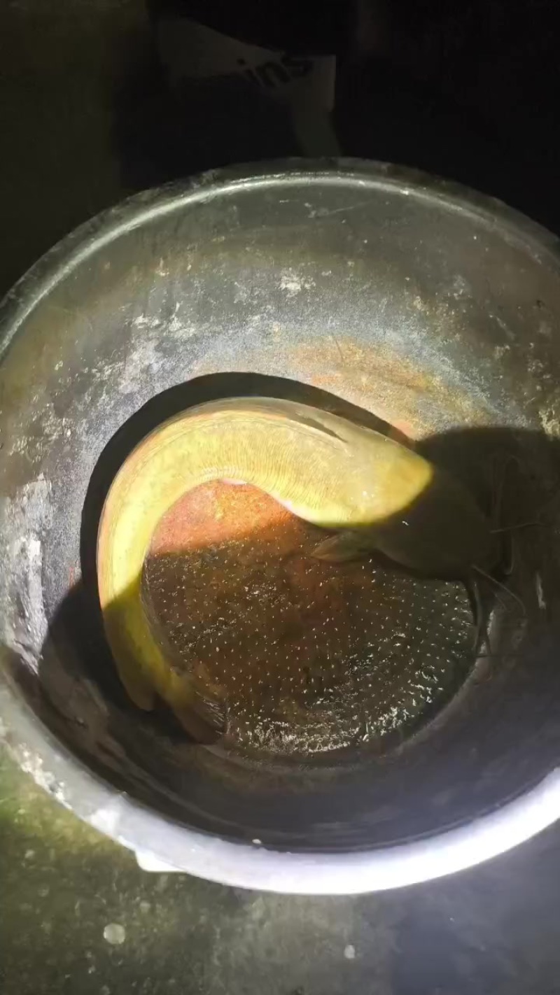 塘角鱼，皇妃