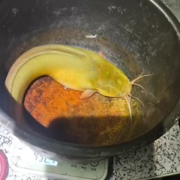 塘角鱼，皇妃