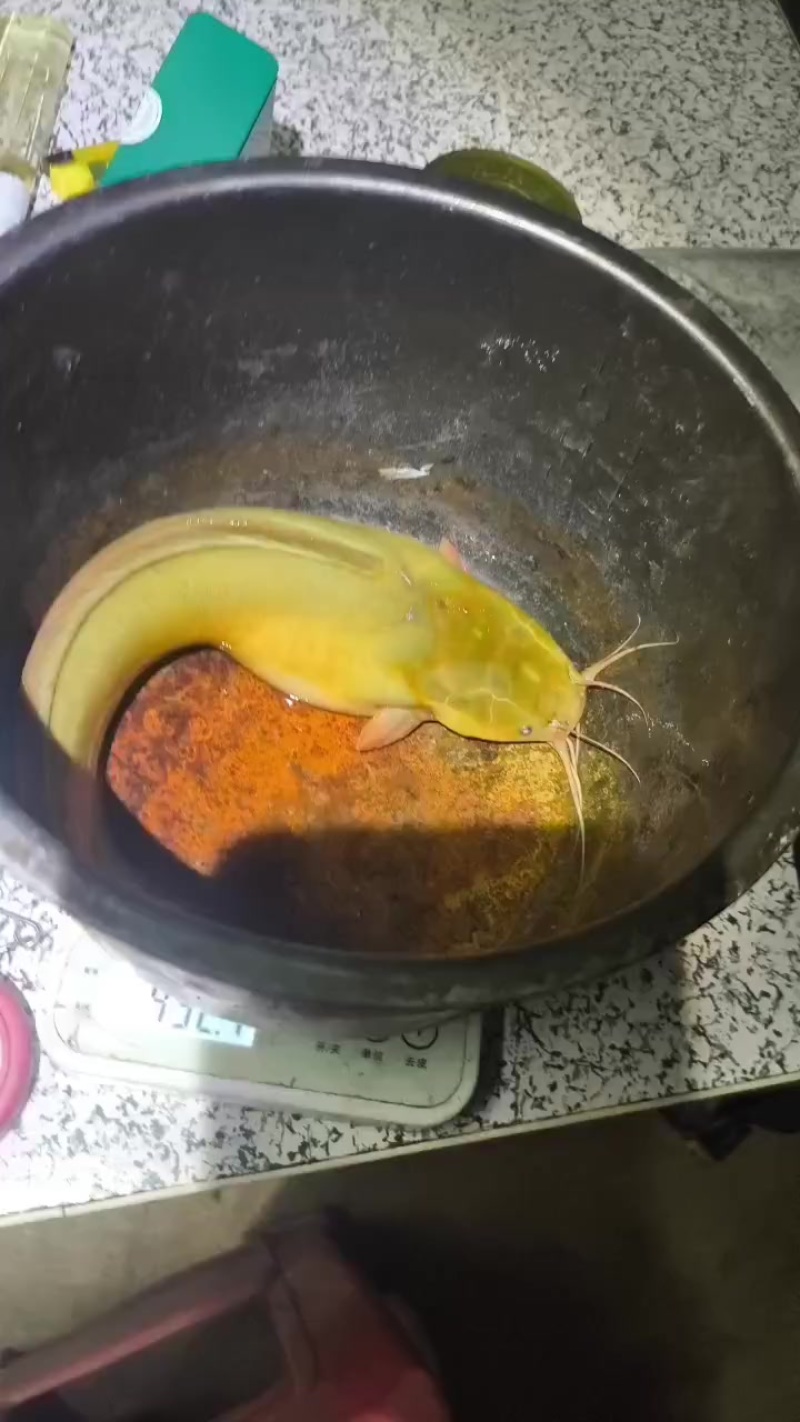 塘角鱼，皇妃