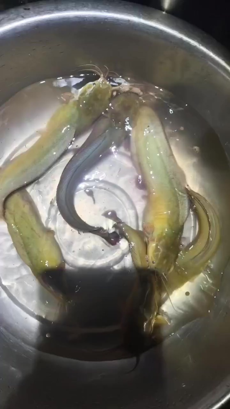 塘角鱼，皇妃