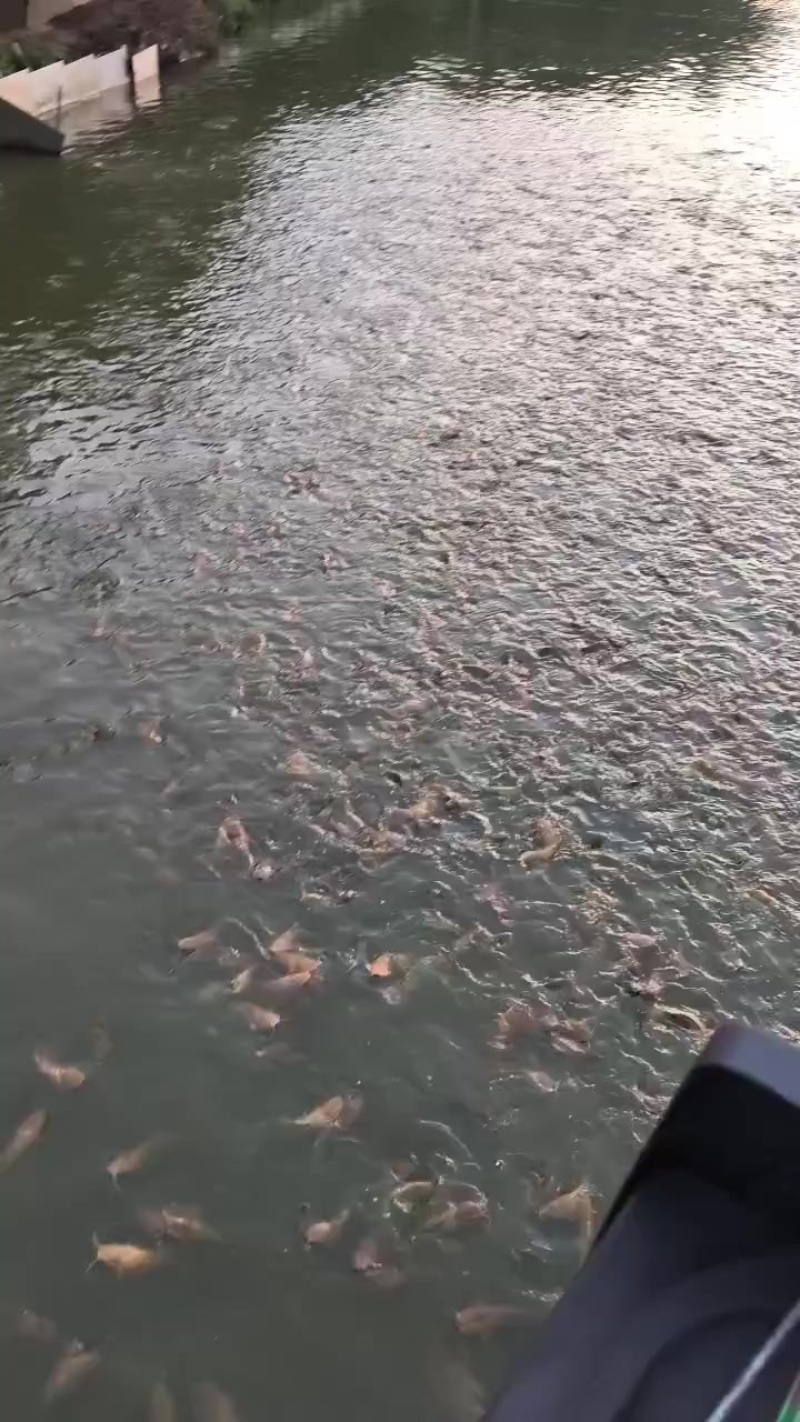 塘角鱼，皇妃