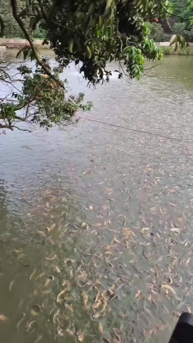 塘角鱼，皇妃