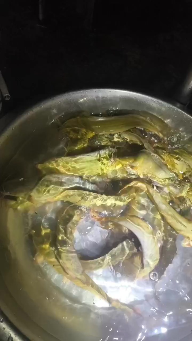 塘角鱼，皇妃