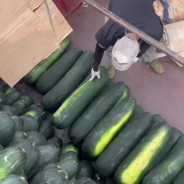 大棚冬瓜