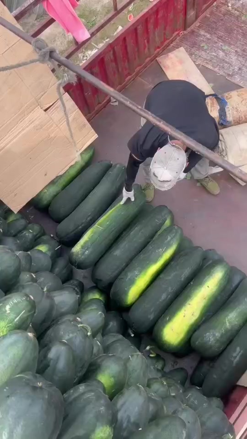 大棚冬瓜