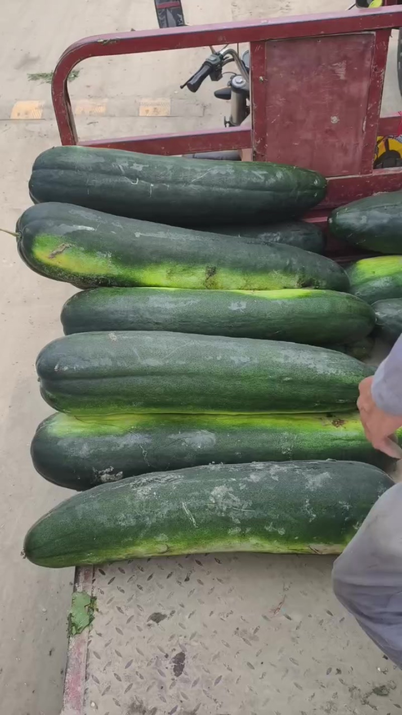 大棚冬瓜
