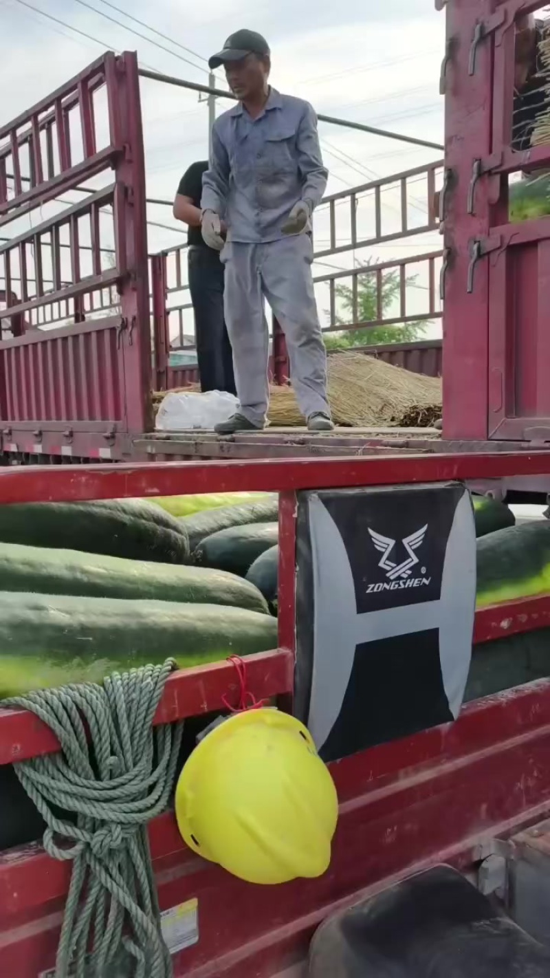 大棚冬瓜