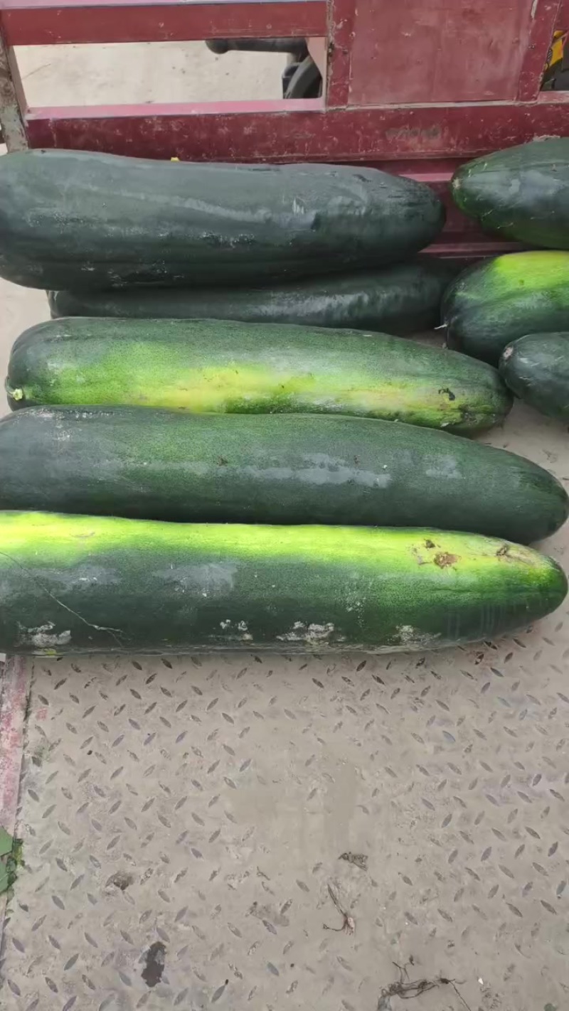 大棚冬瓜