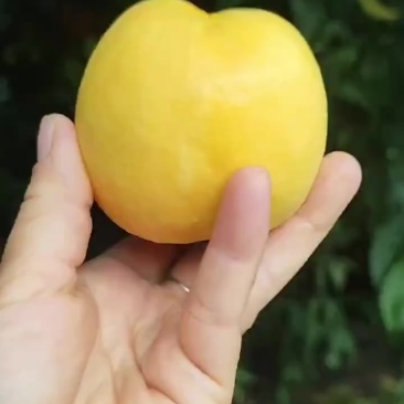 套袋黄油桃，四两起手选，口感超甜。