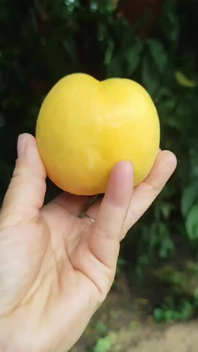 套袋黄油桃，四两起手选，口感超甜。