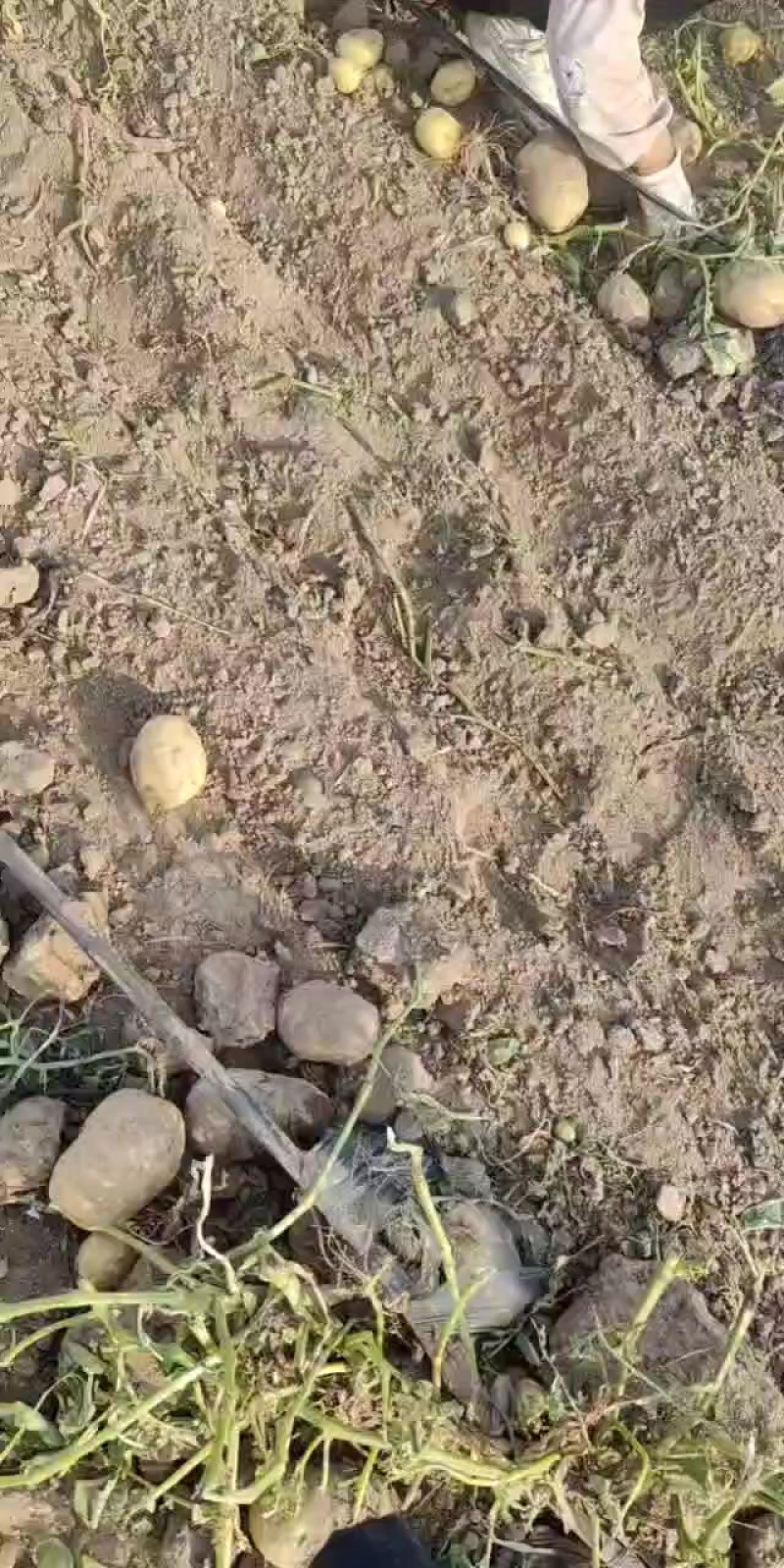 黄心土豆