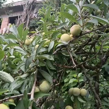 贵州脱骨李