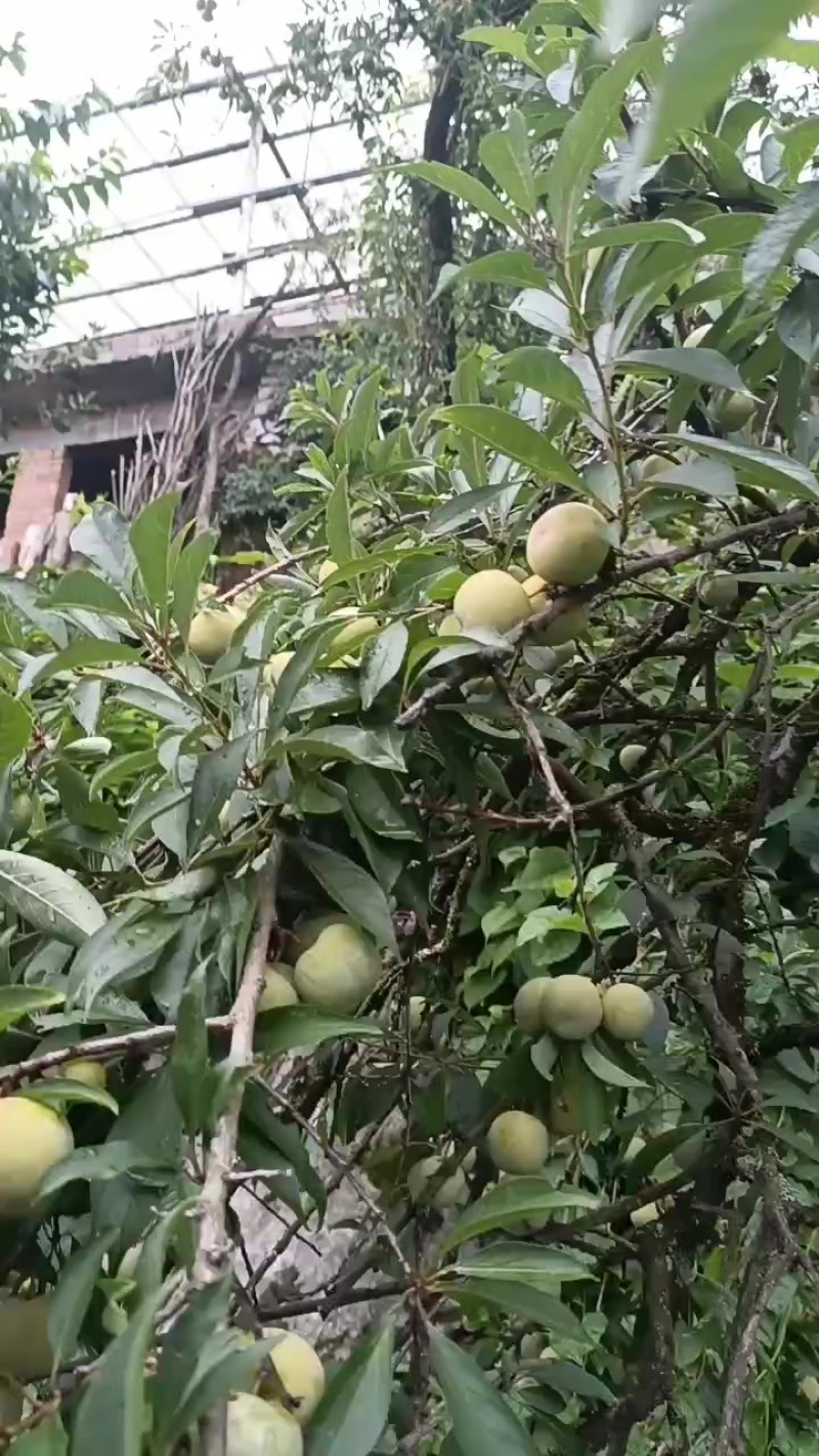 贵州脱骨李